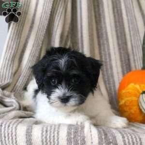 Brickle, Havanese Puppy