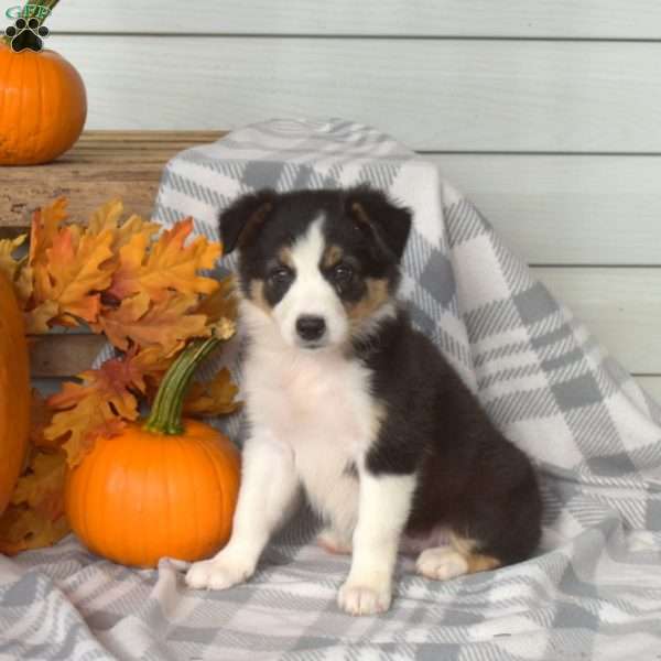 Bridget, Border Collie Puppy