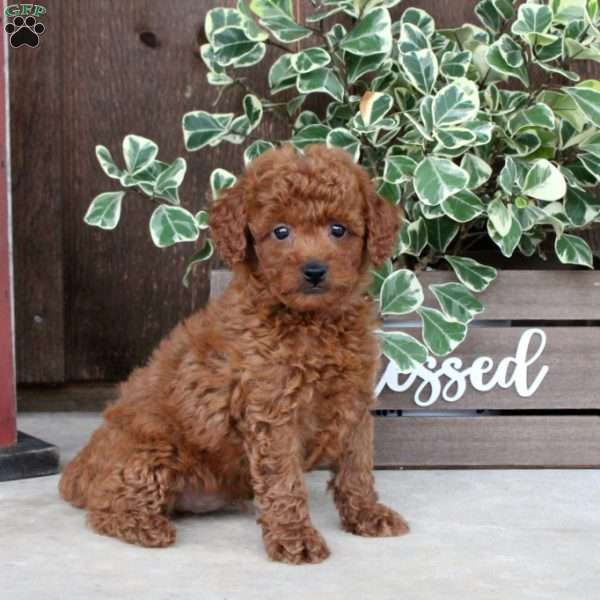 Brock, Toy Poodle Puppy