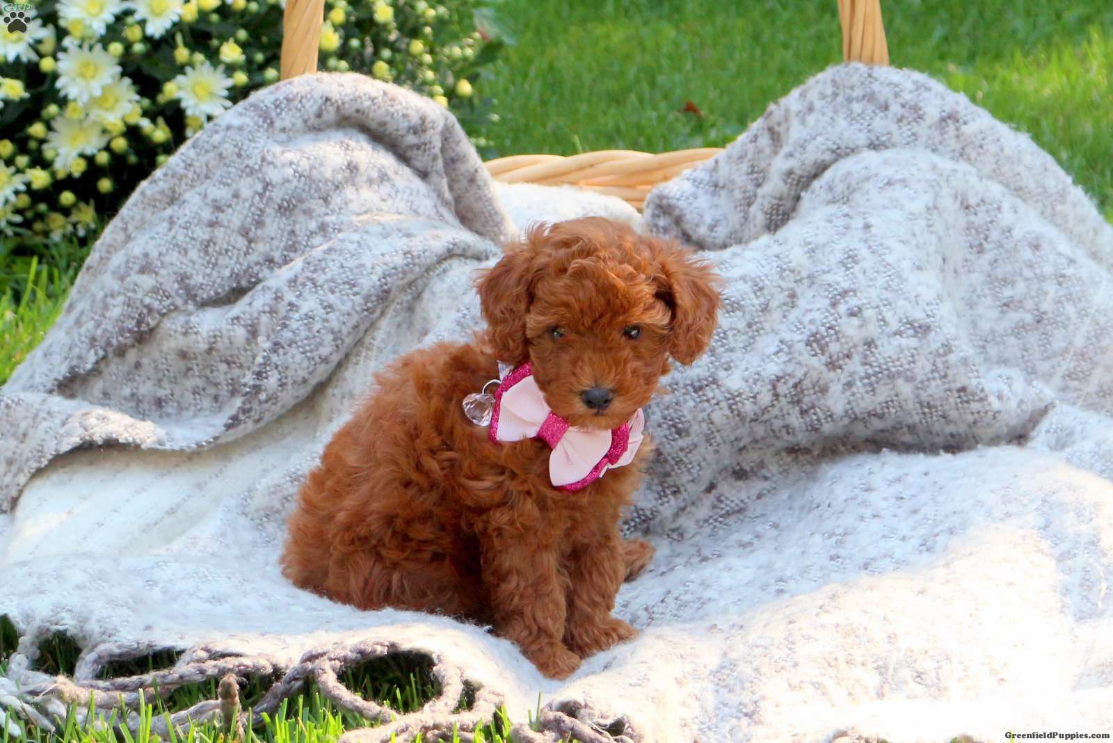 Toy poodle greenfield puppies sale