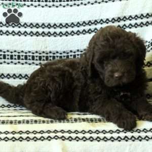 Popular Portuguese Water Dog Kane: 5lb 15oz Purebred Puppy