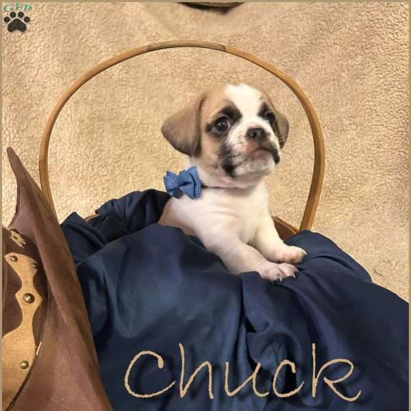 Chuck, Shih Tzu Mix Puppy