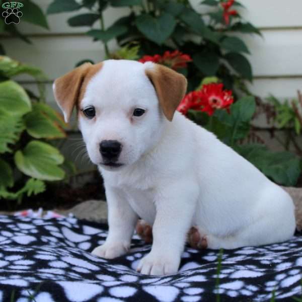 Calvin, Jack Russell Mix Puppy