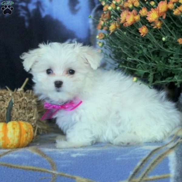 Carrie, Maltese Puppy