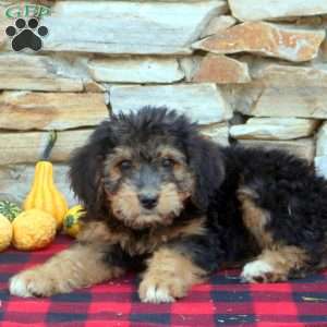 Bernedoodle Puppies For Sale - Greenfield Puppies