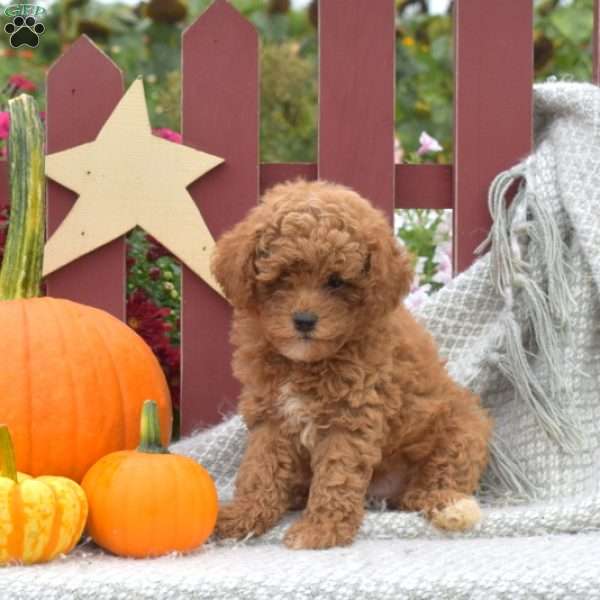 Cedar, Miniature Poodle Puppy