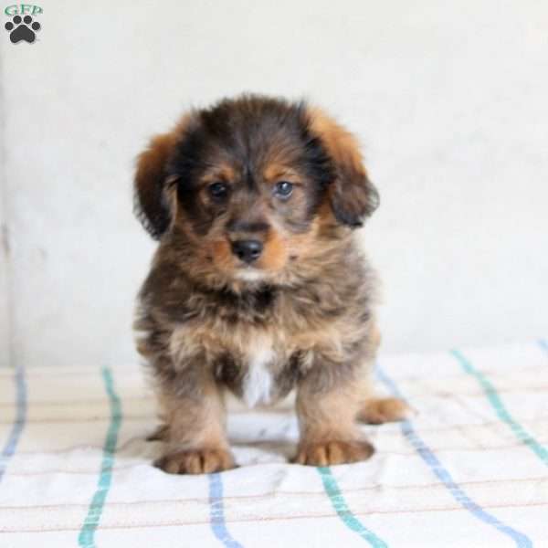 Chester, Corgipoo Puppy