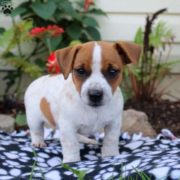 Cindy, Jack Russell Mix Puppy