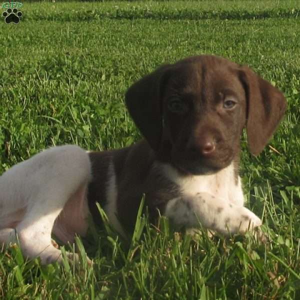 Clancy, German Shorthaired Pointer Puppy