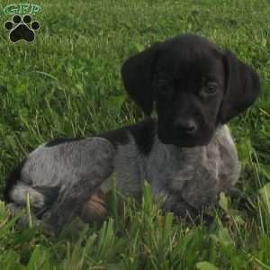 German Shorthaired Pointer Puppies For Sale - Greenfield Puppies