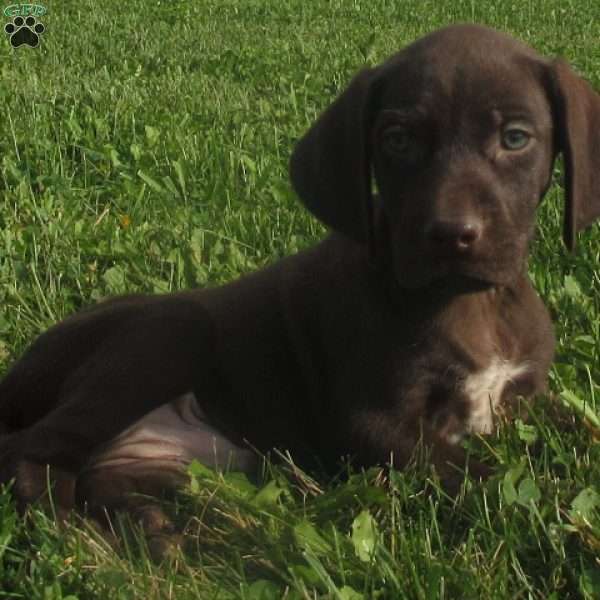 Clay, German Shorthaired Pointer Puppy