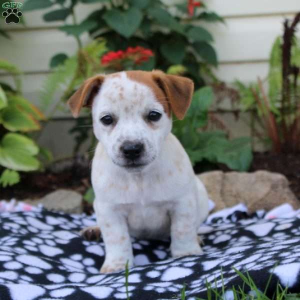 Clayton, Jack Russell Mix Puppy