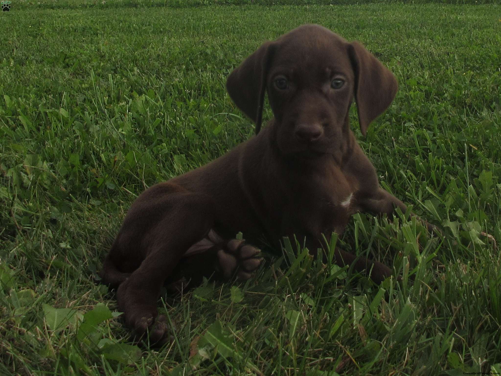 Clove German Shorthaired Pointer Puppy For Sale in Pennsylvania