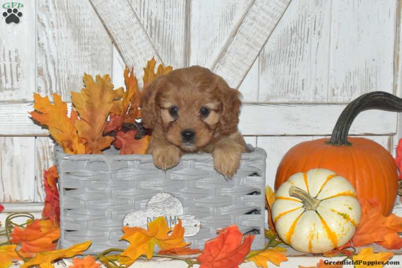 Colby - Forever Puppy For Sale in Pennsylvania