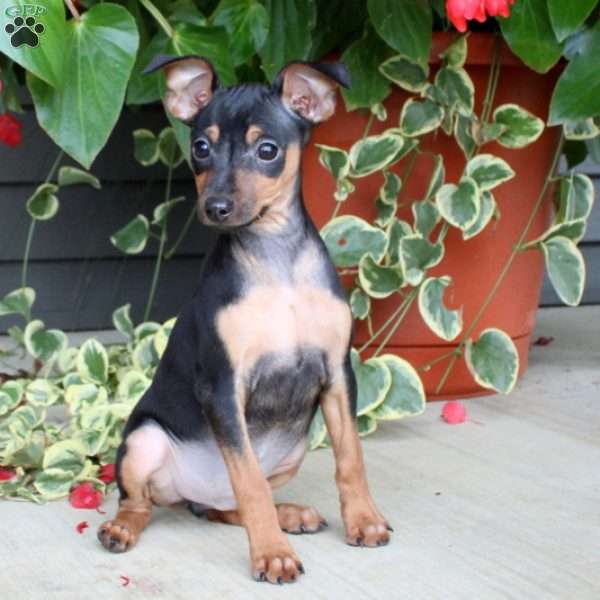 Colby - Miniature Pinscher Puppy For Sale in Pennsylvania