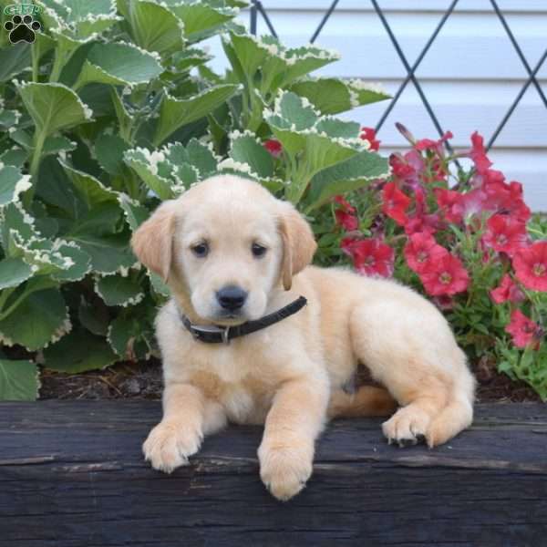 Comet, Golden Labrador Puppy