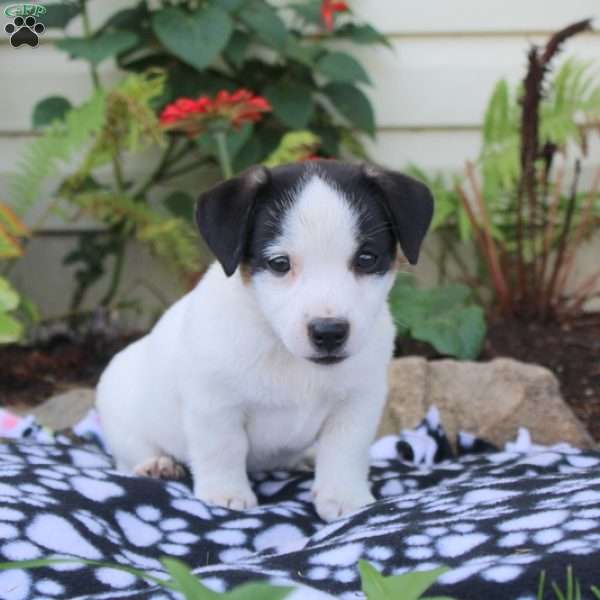 Cookie, Jack Russell Mix Puppy