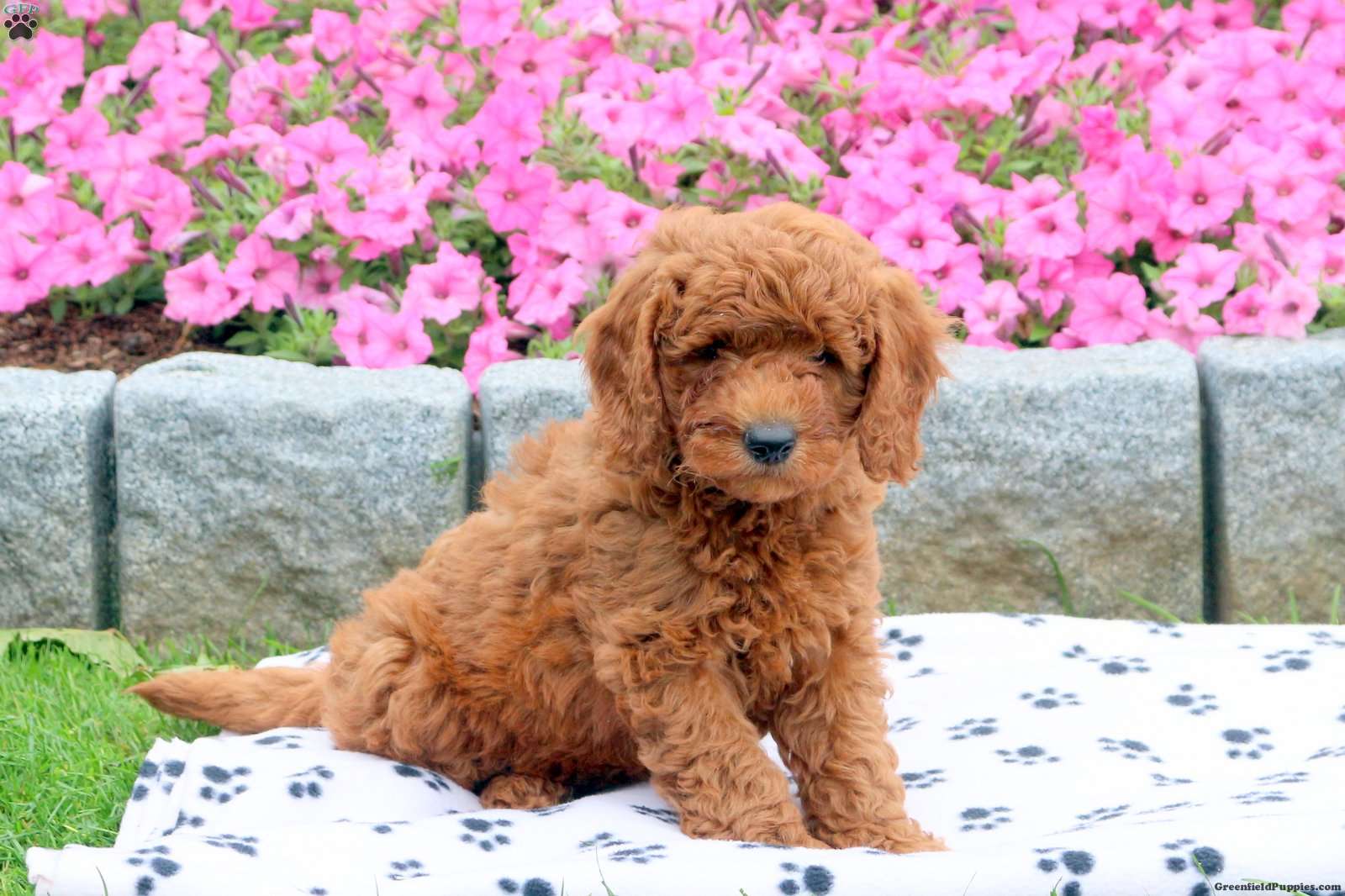 Copper Mini Goldendoodle Puppy For Sale in Pennsylvania