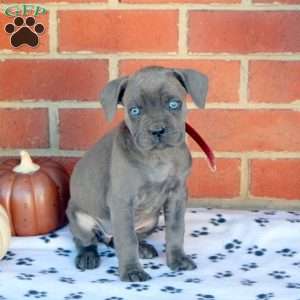 6 Facts About the Cane Corso - Greenfield Puppies