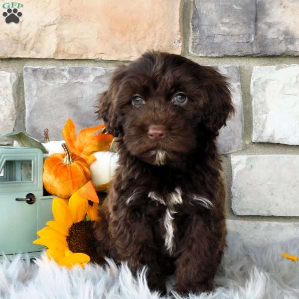 Lacey, Portuguese Water Dog Puppy