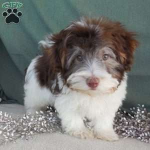 Louie, Havanese Puppy
