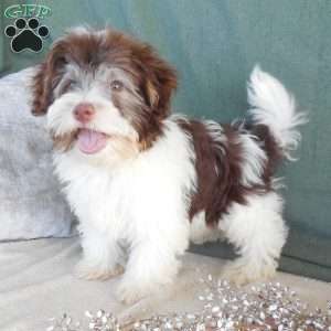 Louie, Havanese Puppy