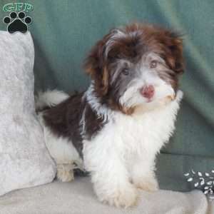Louie, Havanese Puppy
