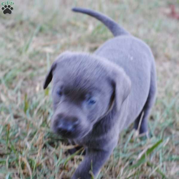 Xena, Charcoal Labrador Retriever Puppy