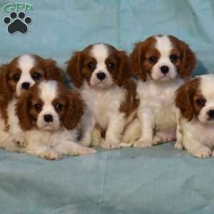 Sunflower, Cavalier King Charles Spaniel Puppy