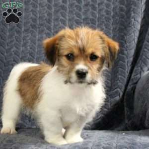 Jack Russell Mix Puppies For Sale | Greenfield Puppies