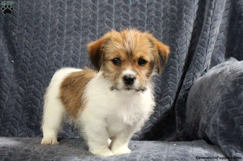 Dallas Jack Russell Mix Puppy For Sale in Pennsylvania