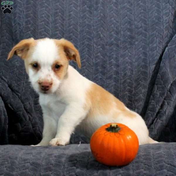 Danny, Jack Russell Mix Puppy