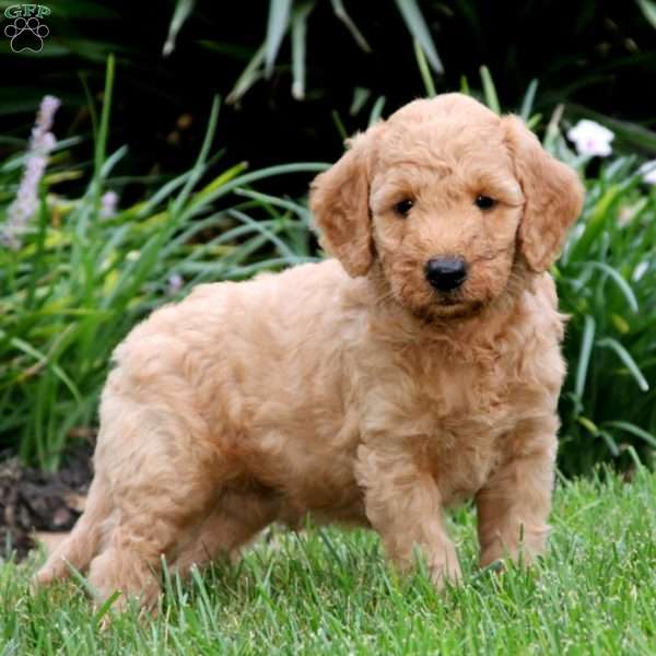 Dash, Goldendoodle Puppy