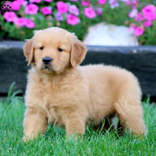 Davey, Golden Retriever Puppy
