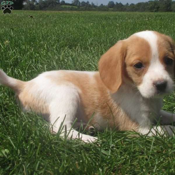 Deanna, Beaglier Puppy