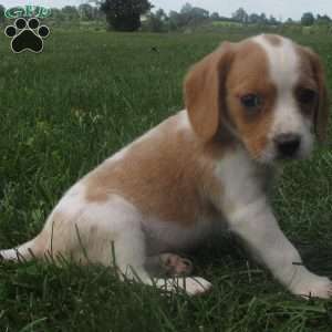 Beaglier Puppies For Sale | Greenfield Puppies