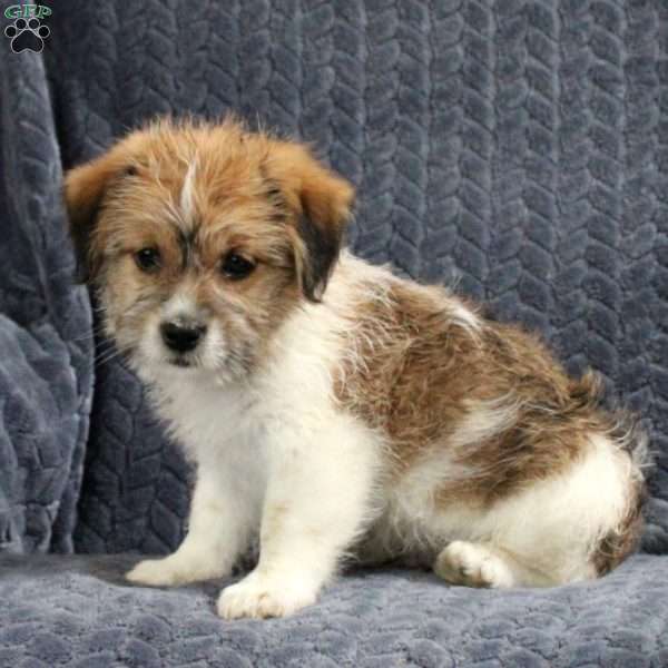 Dude, Jack Russell Mix Puppy