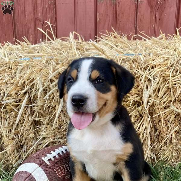 Dudley, Greater Swiss Mountain Dog Puppy