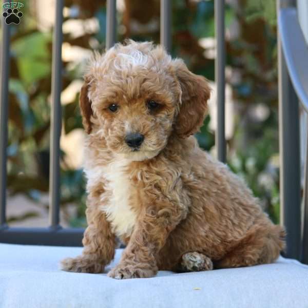 Jax, Mini Goldendoodle Puppy