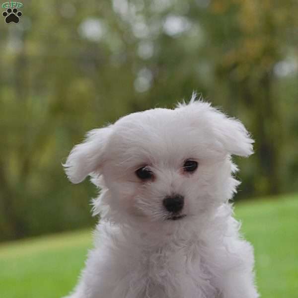 Snoopy, Maltese Puppy