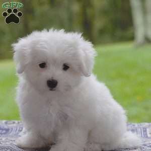 Sophie, Maltese Puppy