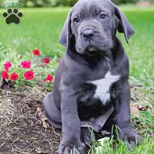 Cane Corso Puppies For Sale