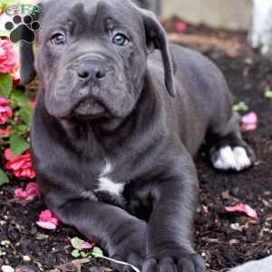 Cane Corso Puppies For Sale | Greenfield Puppies