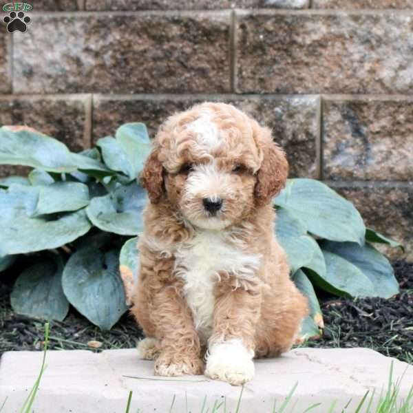 Elijah, Mini Goldendoodle Puppy
