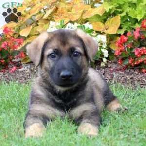 Eliza, German Shepherd Puppy