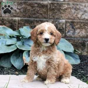 Ender, Mini Goldendoodle Puppy