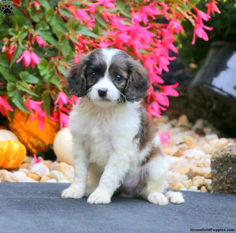 Samuel King - Dog Breeder - Greenfield Puppies