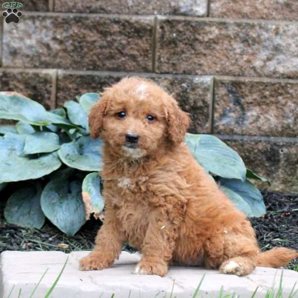 Ethan, Mini Goldendoodle Puppy