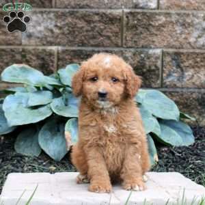 Ethan, Mini Goldendoodle Puppy