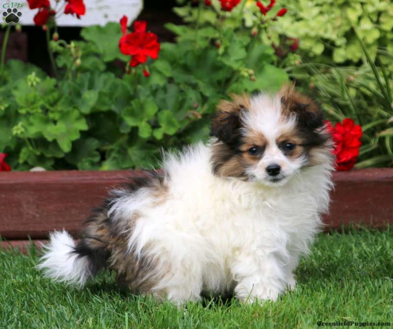 Gavin - Pomapoo Puppy For Sale in Pennsylvania